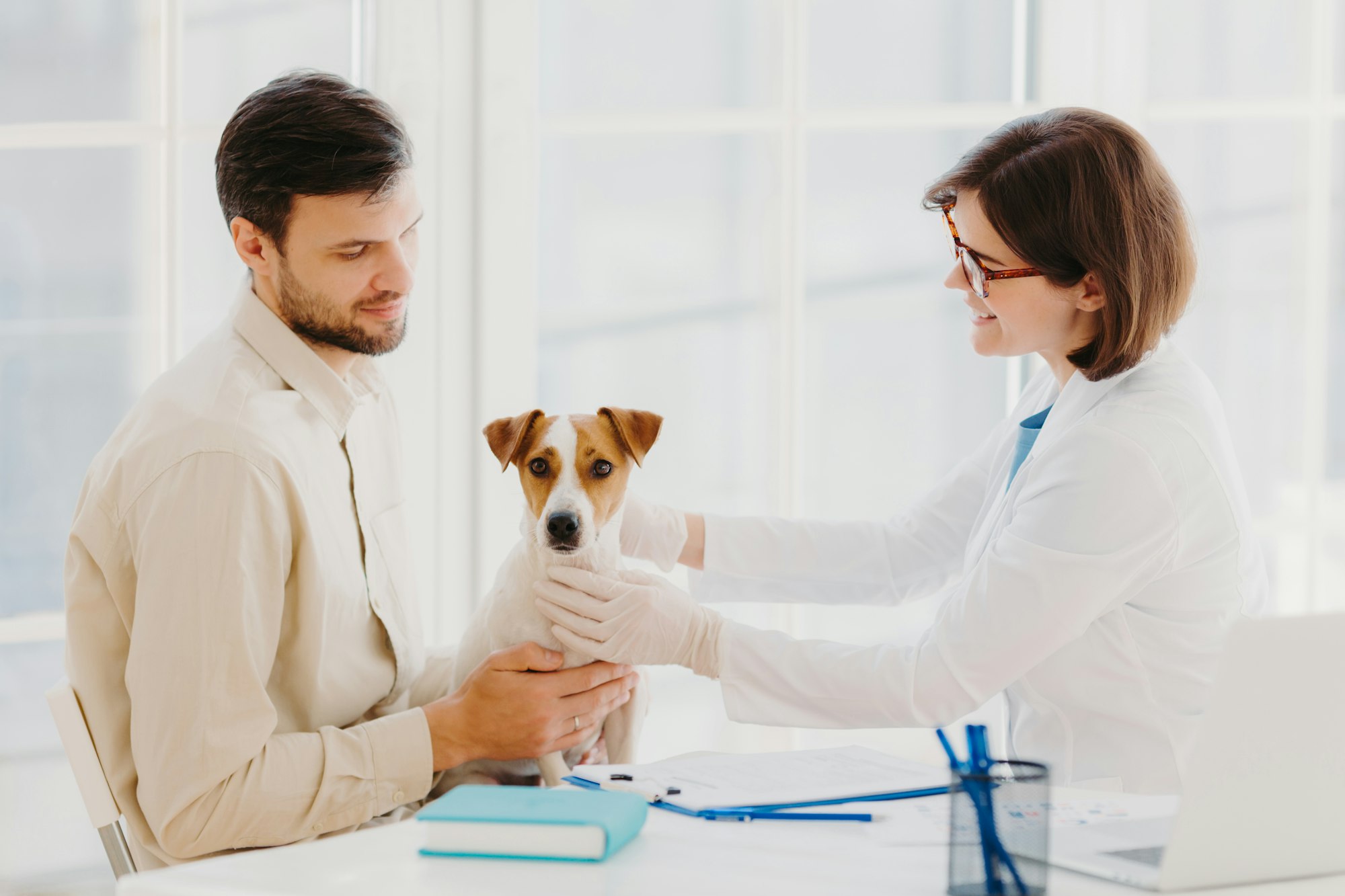 Cute dog poses at vet office, being examined by professional vet, has serious disease